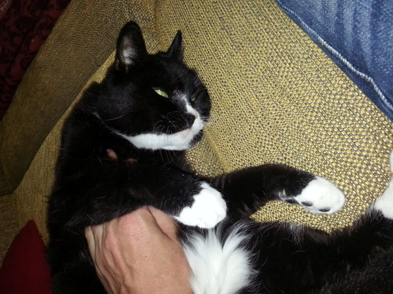 Alte Katze Mau