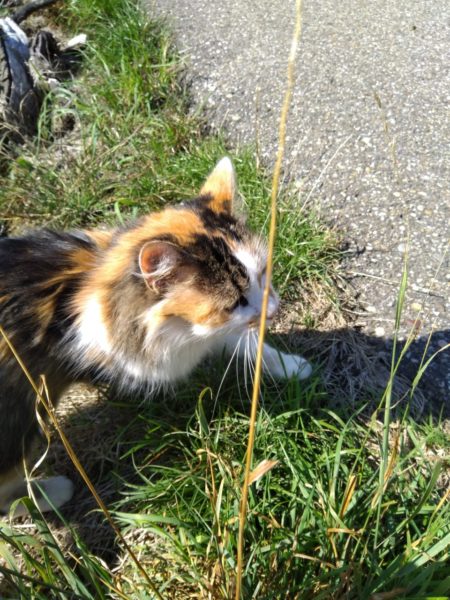 Katze Furschenbach