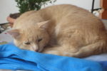 Katze Elsass